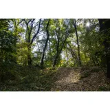Društvo tabornikov Rod Mladi Bori Ajdovščina