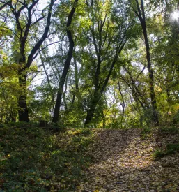 Mladi bori Ajdovščina