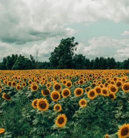 Domači izdelki Podravje