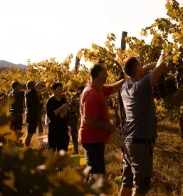 Vrhunsko rdeče vino