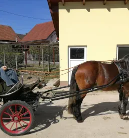 Najem kočije Štajerska