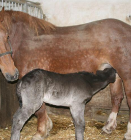 Dežurni veterinar Trnovska vas