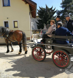 Kočija Maribor