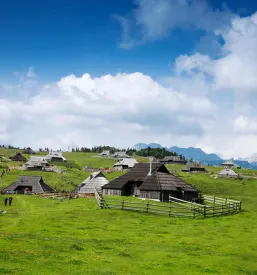 Pašnja goveda