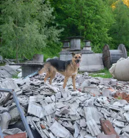 Šola za vodnike reševalnih psov