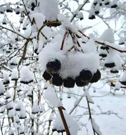 Marmelade Savinjska