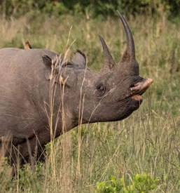 Mini safari Kenija