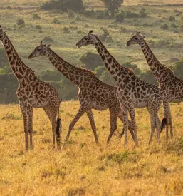 Safari Kenija