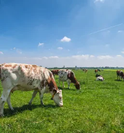 Spuščene krave v naravi