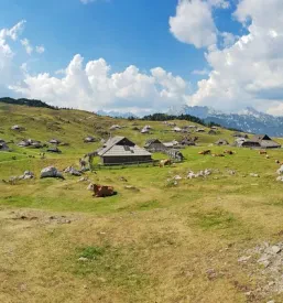 Pašna živinoreja