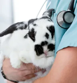 Veterinarska ambulanta Domžale