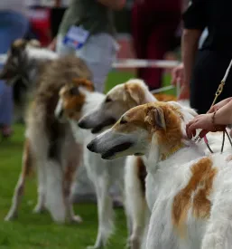Dog exhibition