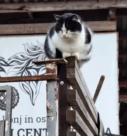 Pomoč bolnim živalim