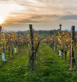 Kakovostna vinogradniška oprema