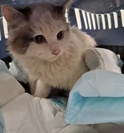 Veterinarska pomoč Hrastnik