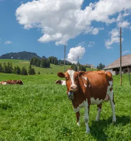 Nakup sira v sirarni blizu Bohinja