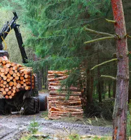 Ugoden odkup lesa Gorenjska