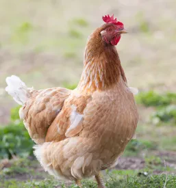 Ugodna dobra perutnina Godovič