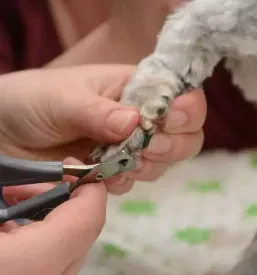 Ugoden pasji salon Topolšica