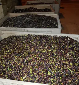 Produzione e vendita di olio extravergine di oliva di qualità sul Litorale