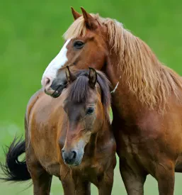 Gold implants for horses Europe