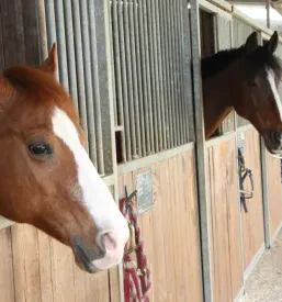Nutrition for horses Europe