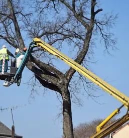Ugodno obžagovanje in obrezovanje dreves