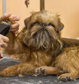 Dober pasji salon Topolšica