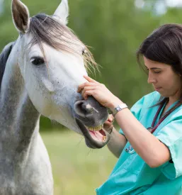 Gold implants for animals Europe