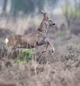 Zanesljiva Lovska družina Dragatuš