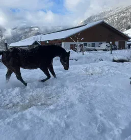 Učni ranč, Bohinj