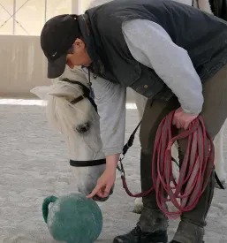 Horseback Miracles