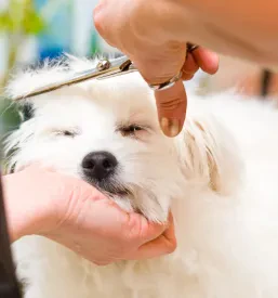 Najboljši salon za nego živali Slovenj Gradec
