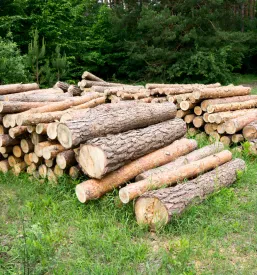 Hitra sečnja in spravilo lesa na Gorenjskem