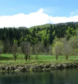 RD Ribnica