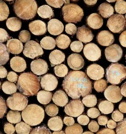 Prodaja žaganega lesa Pomurje