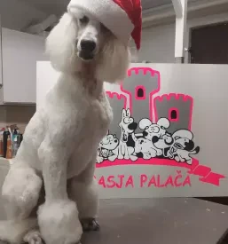 Salon za kosmatince Trbovlje