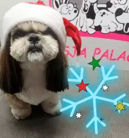Pasji salon v Trbovljah