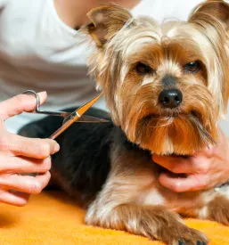 Veterinar Goriška