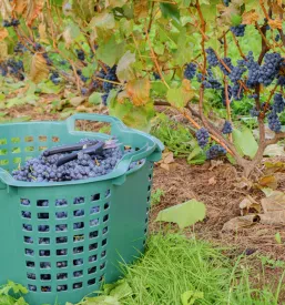 Počitniška hiša med vinogradi Brežice