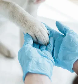 Zaupanja vredna veterinarska bolnica Goriška
