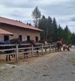 Vzreja in oskrba konj okolica Ljubljane