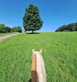Jahanje konj za otroke in odrasle Grosuplje