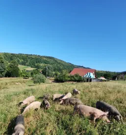 Kmečki turizem Dolenjska