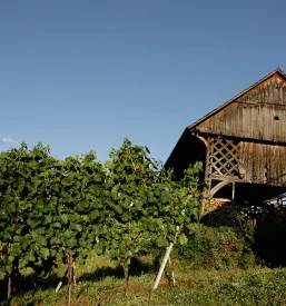 Vina Huba