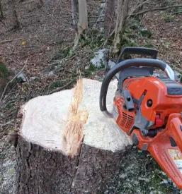 Sečnja za drva