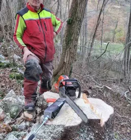 Sečnja dreves Tolmin