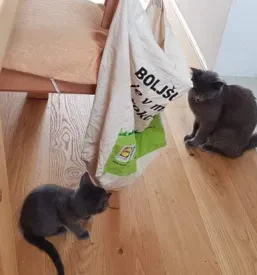 Pomoč dežurnega veterinarja Ljubljana