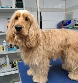 Dober pasji salon Gorenjska