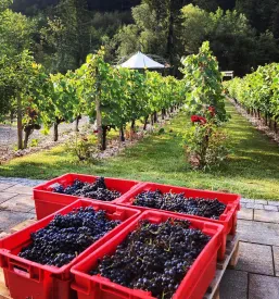 Degustacije buteljčnih vin Posavje